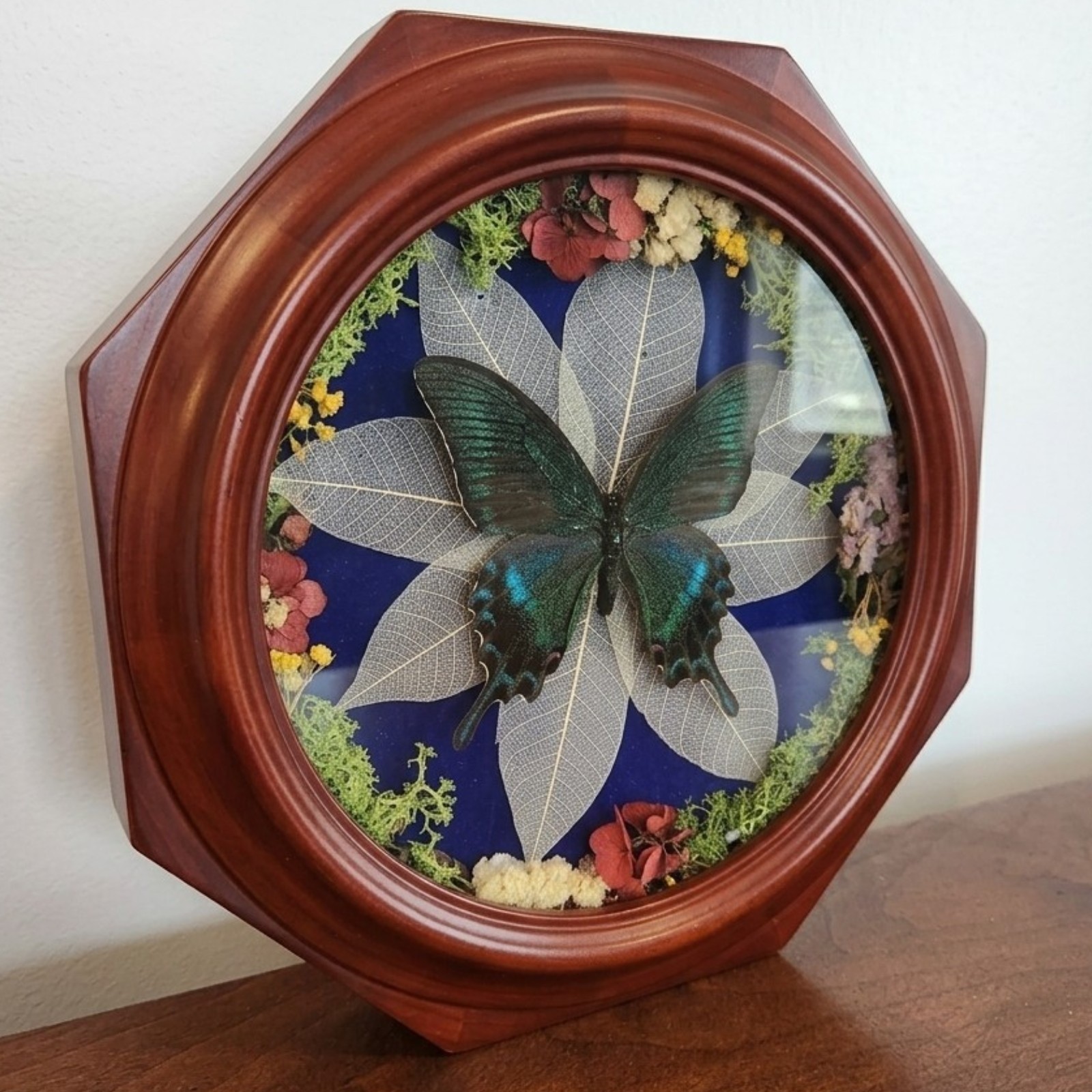 Real Butterfly Taxidermy - Upcycled Vintage Clock Shadowbox Convex Bubble Glass Real Butterfly Taxidermy - Upcycled Vintage Clock Shadowbox Convex Bubble Glass