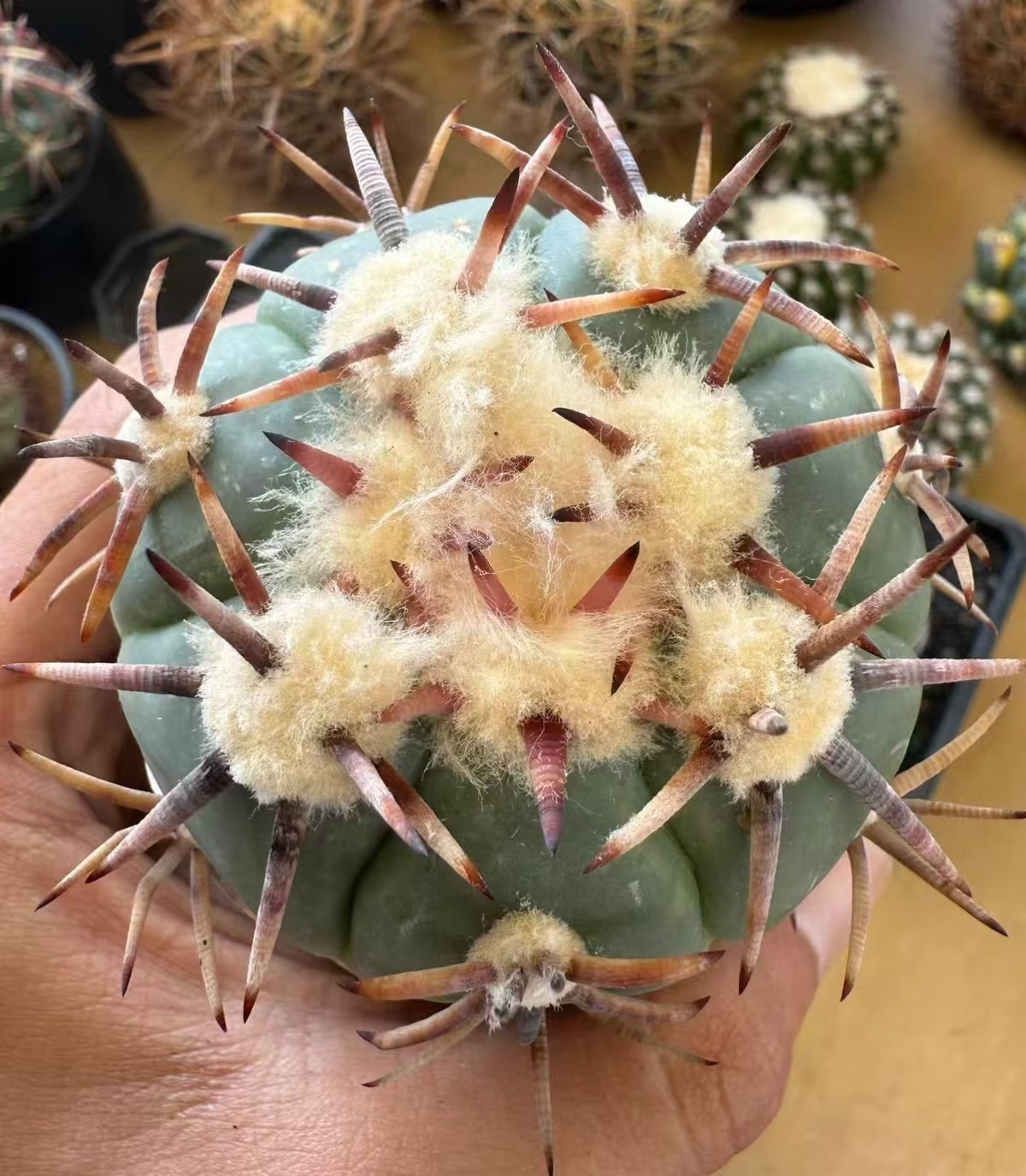 6.8cm RareSucculent Plant Echinocactus horizonthalonius \'Raitei Rootless WYSIWYG