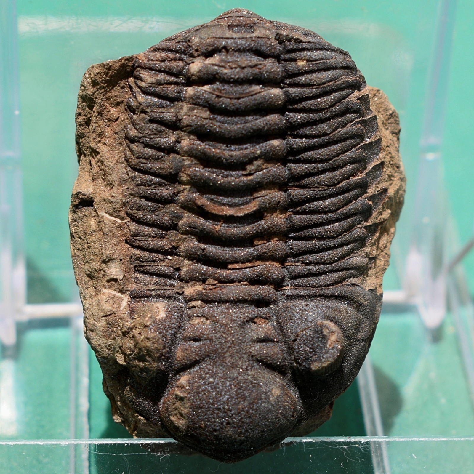 Trilobite, Eldredgeia venustus: Bolivia devonian, trilobite fossil