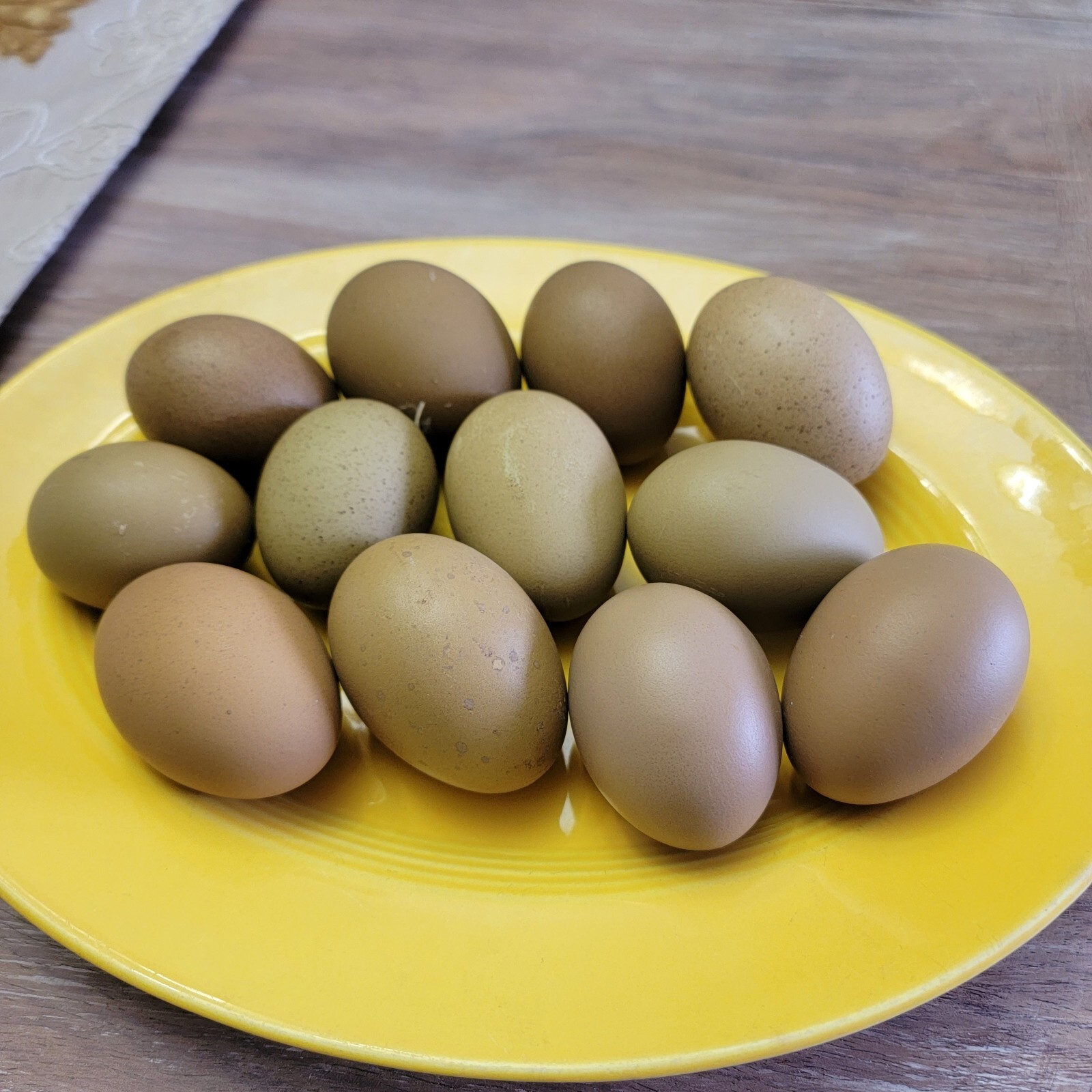 10+ F2 - F4 Olive Egger Hatching Eggs | Fast  | TN NPIP CERTIFIED