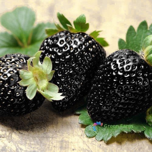 500 Seeds Black Strawberry Rare Heirloom Black Berry Organic Tasty Juicy Fruit