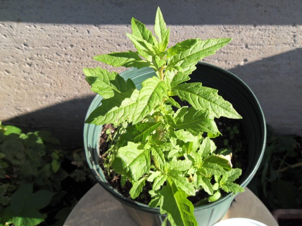 1000 WILDCRAFTED EPAZOTE SEEDS -Mexican Herb non-GMO Chenopodium Ambrosoides