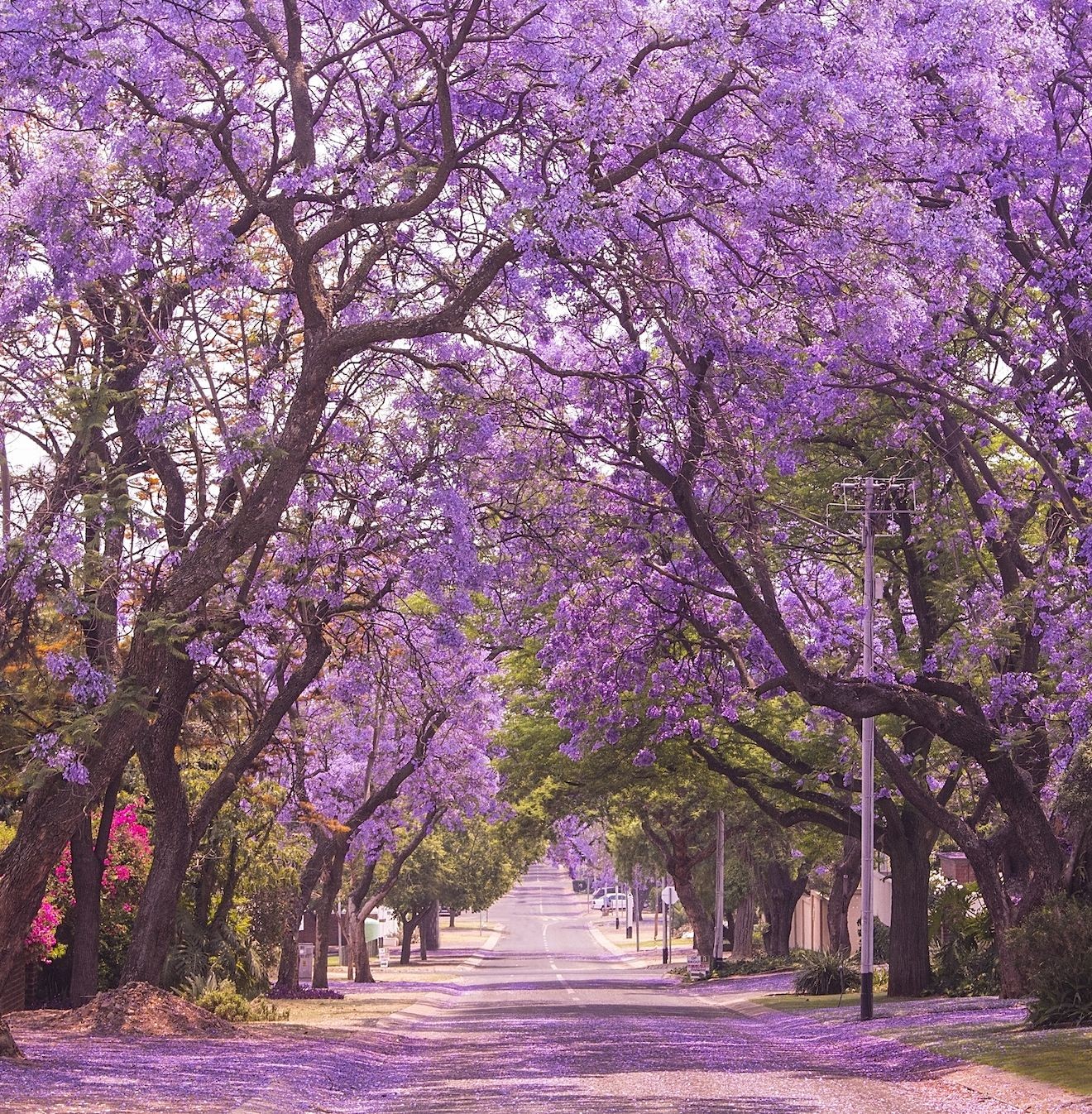 Jacaranda Purple Tree Seeds - For 2026 Planting Jacaranda Mimosifolia Black Poui