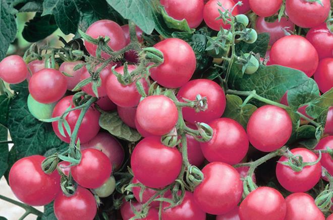 50 SIBERIAN TOMATO SEEDS HEIRLOOM  FRESH HARVEST FOR GARDENS