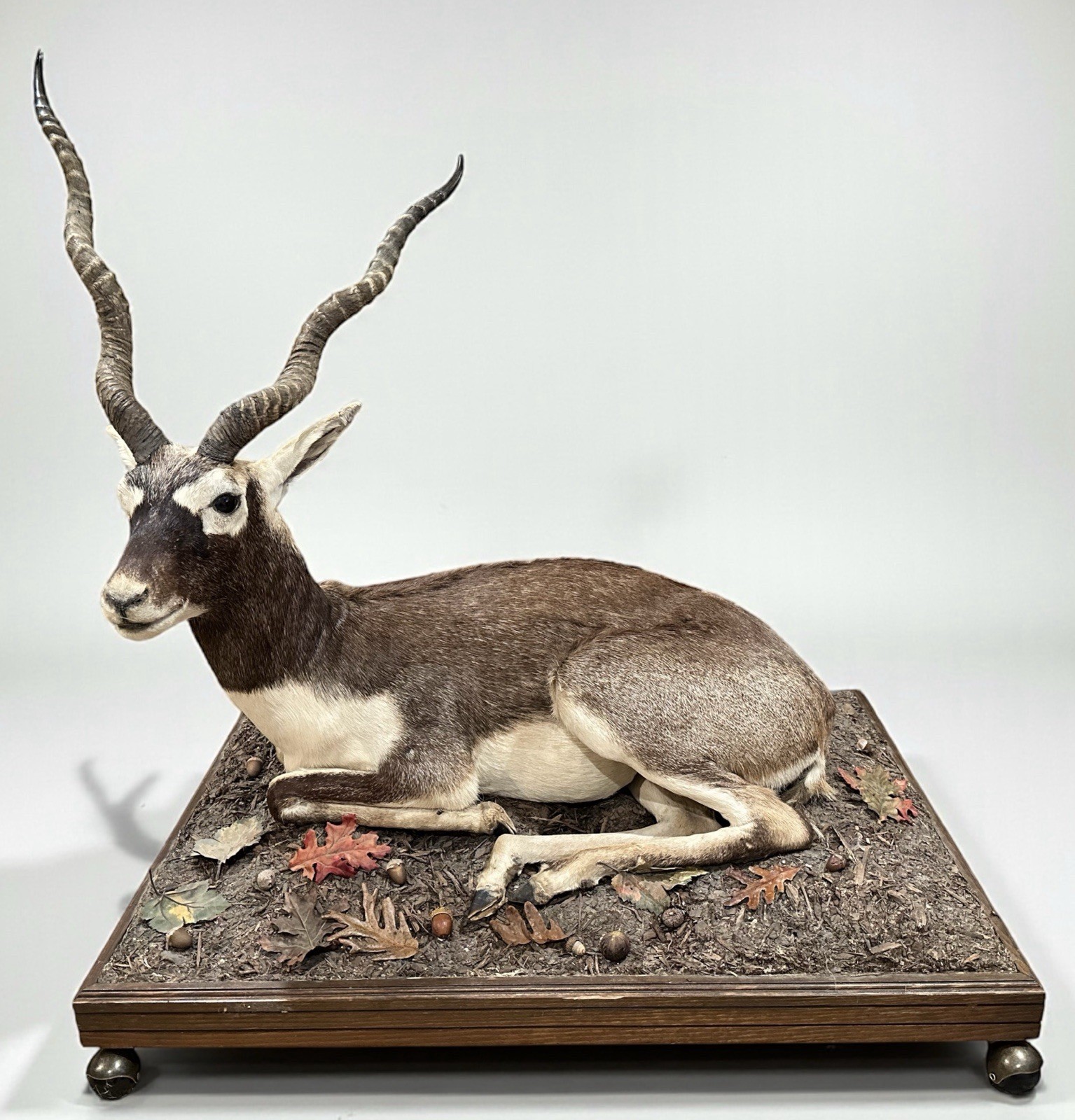 Black Buck Taxidermy Full Body Mount Life Size South Africa Southern Cape