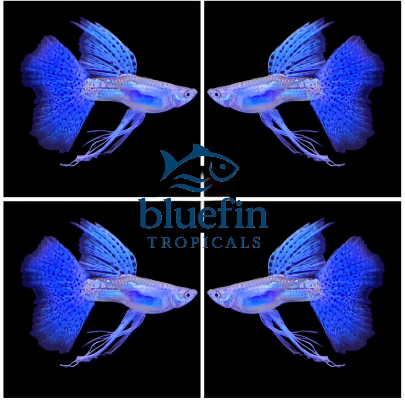 Live Blue Grass Ribbon Fin C Guppy – 1 Trio (1M/2F) – High Quality USA Live Blue Grass Ribbon Fin C Guppy – 1 Trio (1M/2F) – High Quality USA