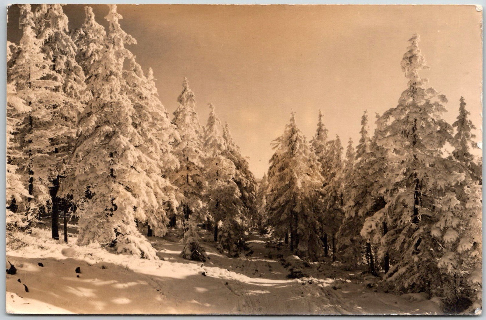 Winterwald Erzgebirge East Germany Snowy Forest Scene RPPC Photo Postcard