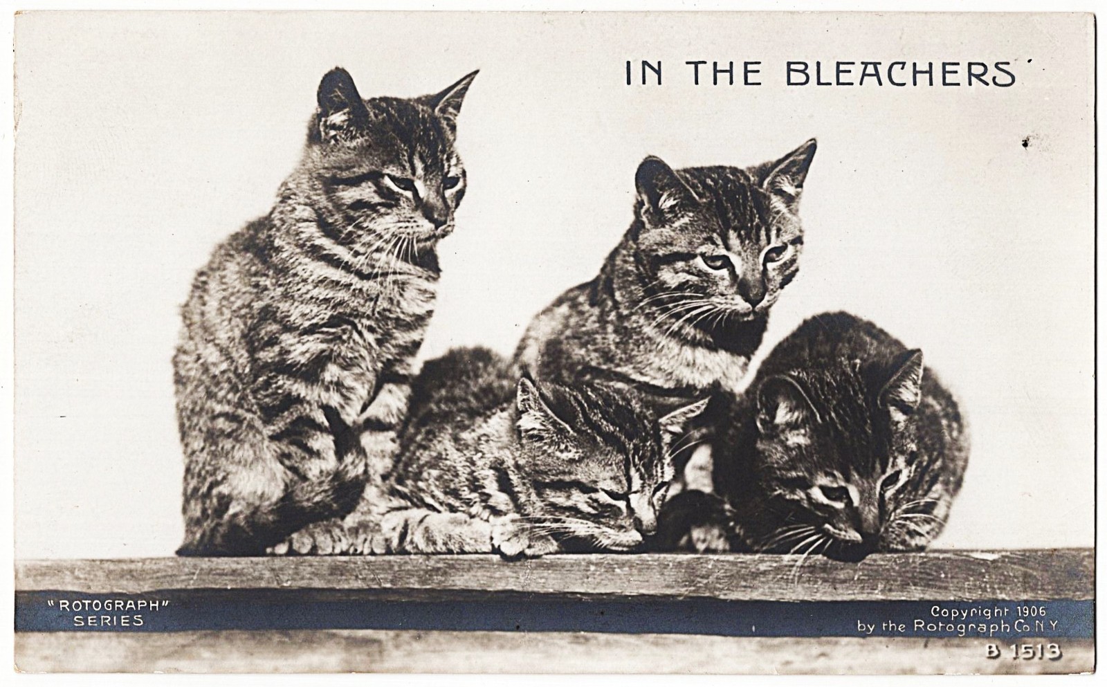 real photo Cat Cats ' In The Bleachers 