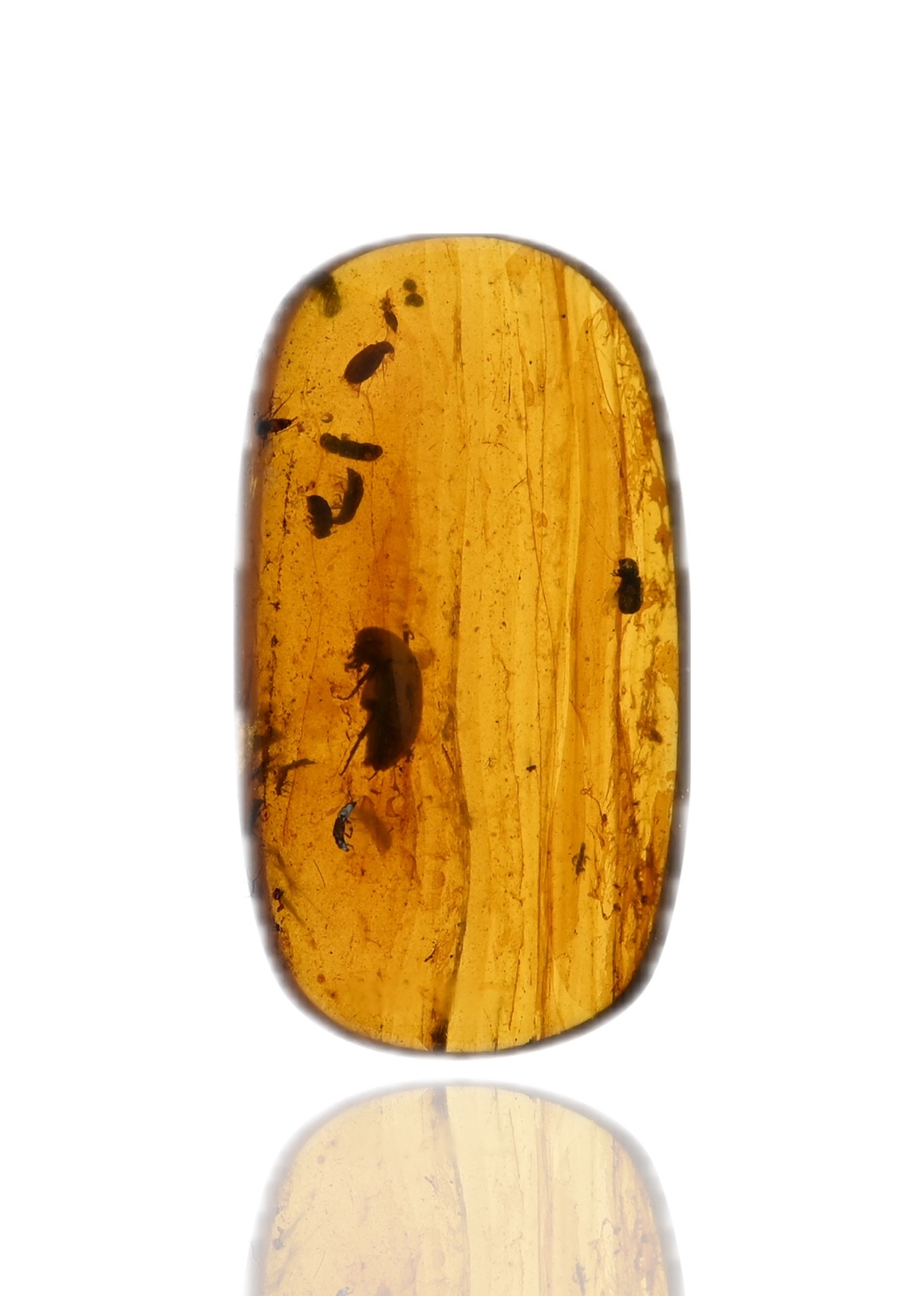 Detailed Coleoptera (Beetle) swarm, Fossil insect inclusion in Burmese Amber