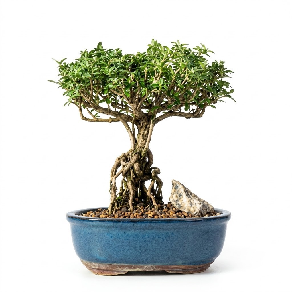 Serissa Foetida Bonsai Flowering Mount Fuji Live Plant With Raised Roots 10\
