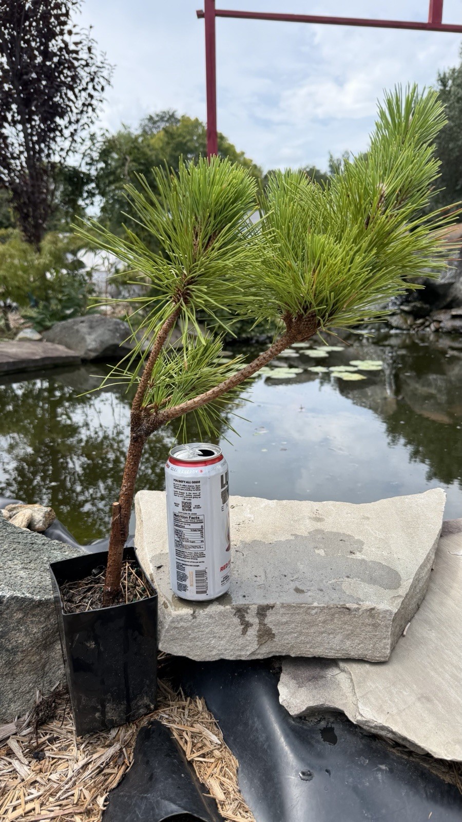 Japanese Black Pine ‘Thunderhead’
