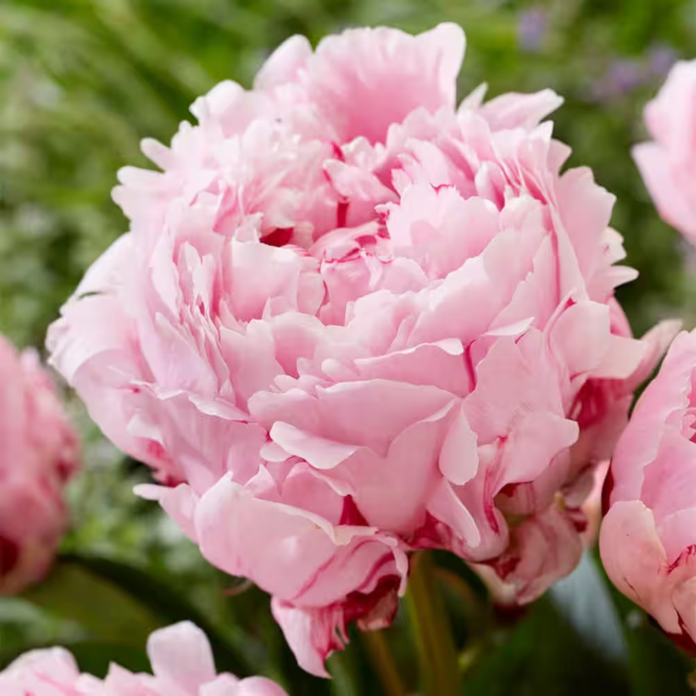 Peonies Sarah Bernhardt 1 Economy Sized Root