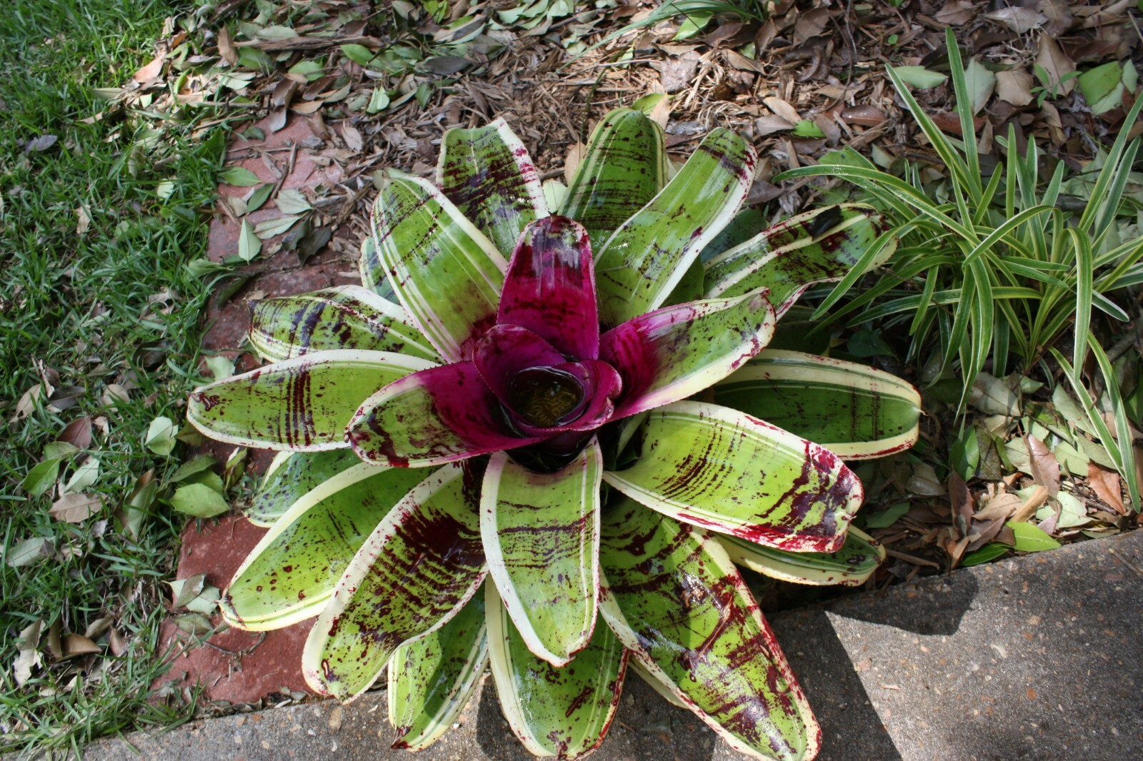 7 bromeliads assortment mix lot neoregelia vriesea billbergia pups