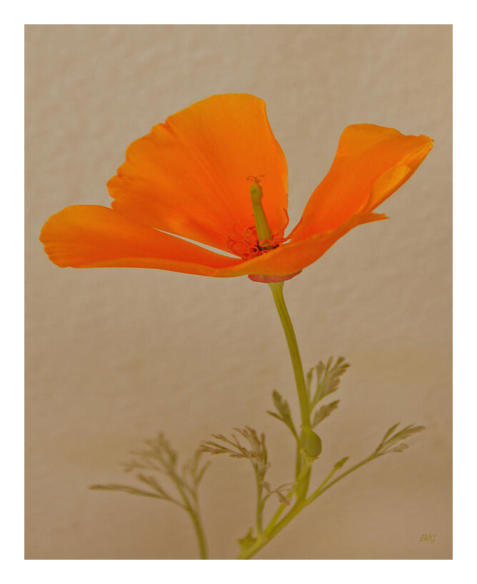 Wild California Poppy No 1, 12