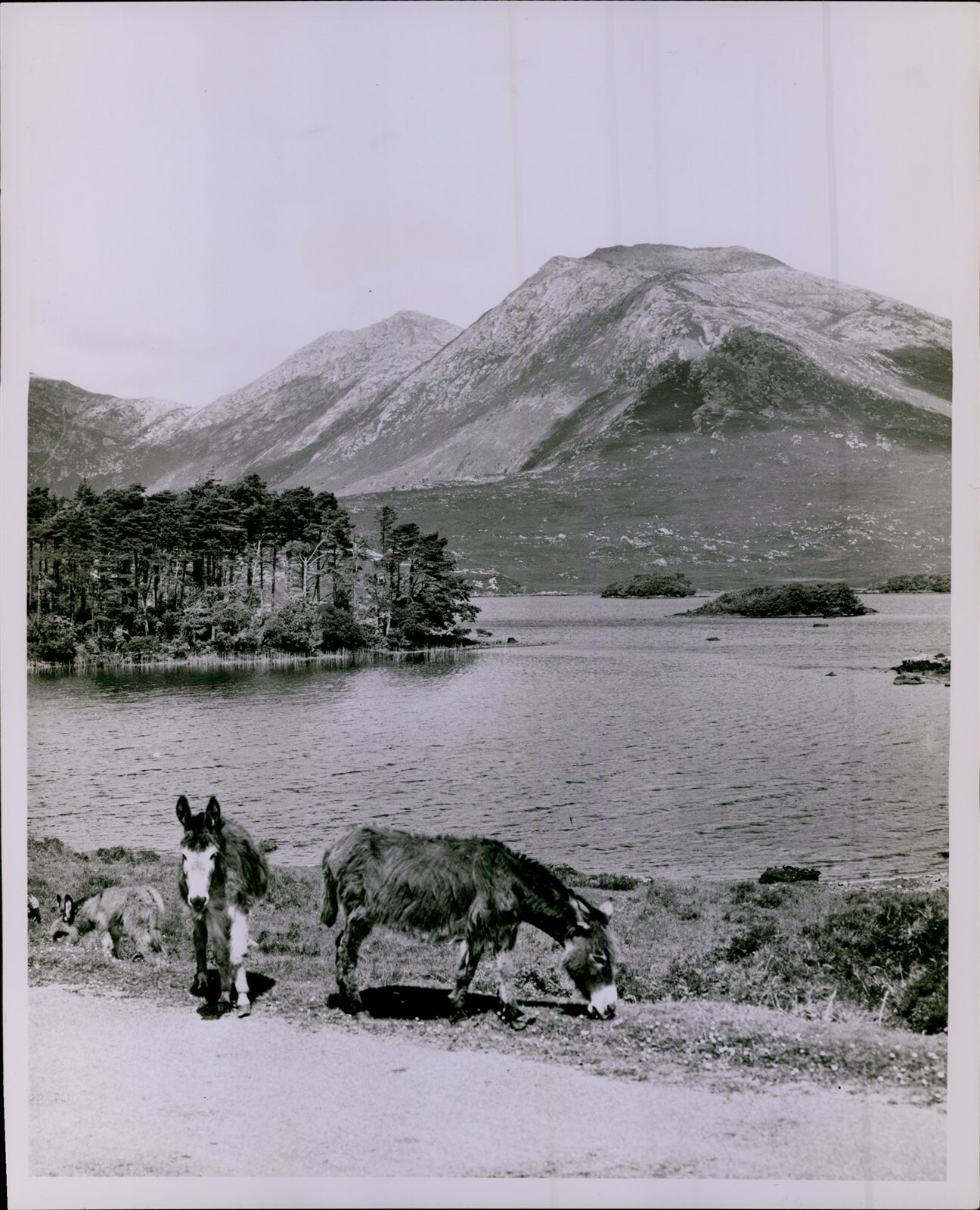 LD211 1963 Original Photo DERRYCLARE LOUGH Lake Connemara Galway Ireland Ponies