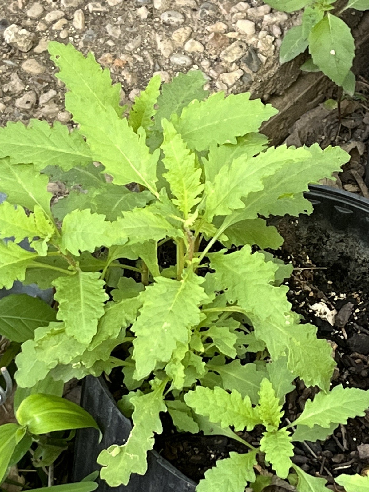 -*500 Epazote Seeds  Mastruz Chenopodium Ambrosioides Mexican Herb Non-GMO 🌿