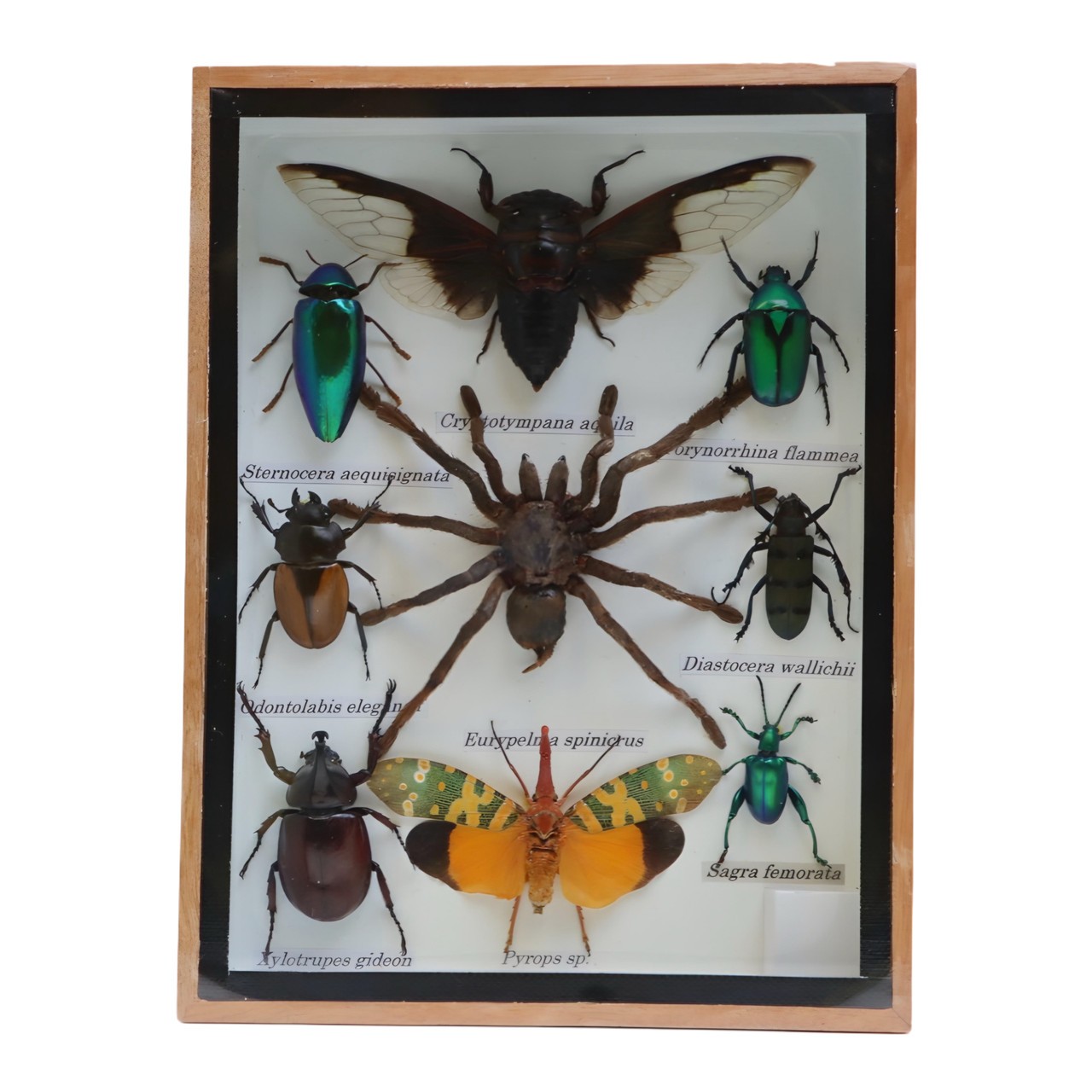Framed Black Cicada & Tarantula - 9 Real Insects - 8x6 in