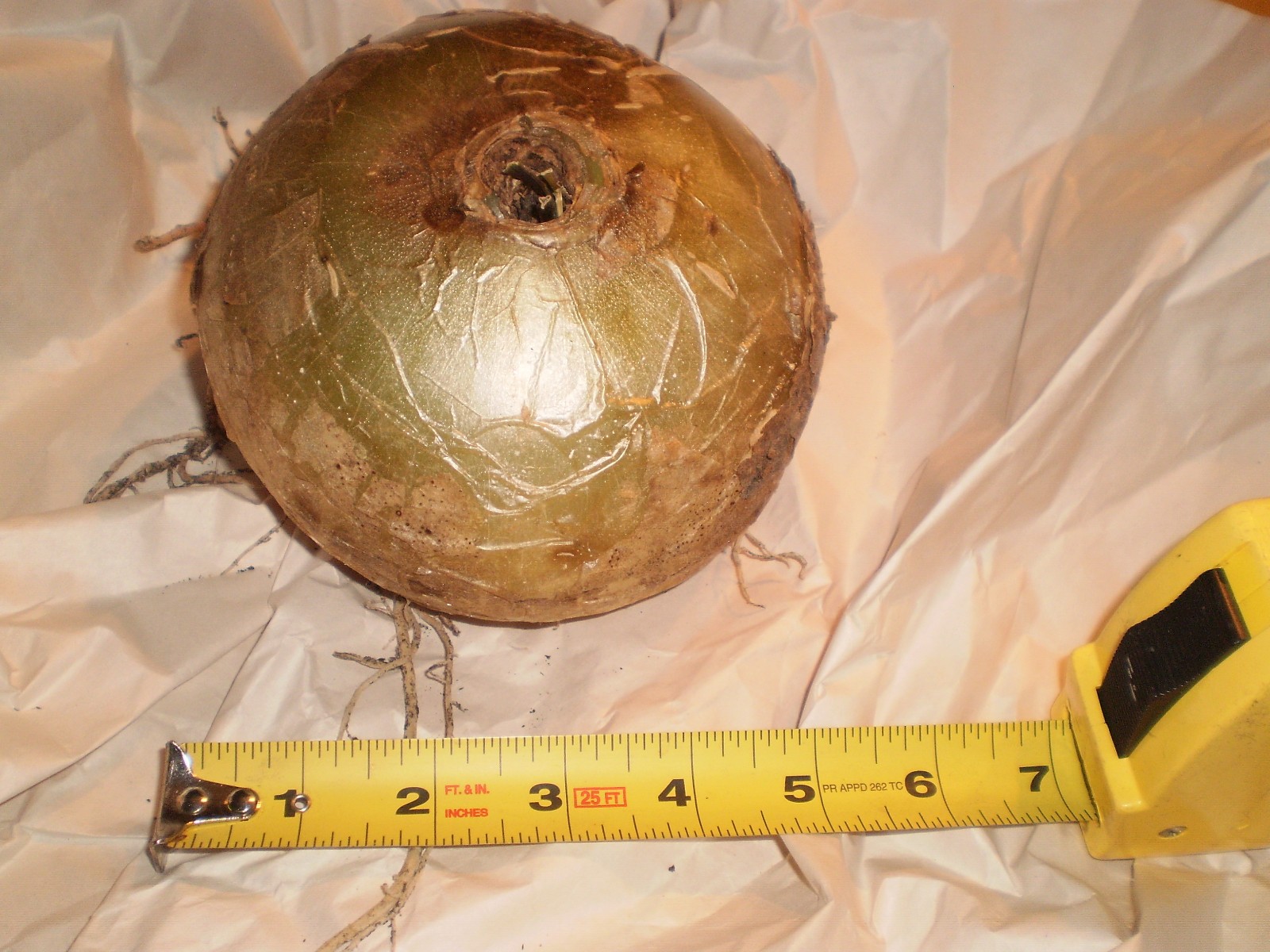 Plant: 50 yr. old bulb \ Plant: 50 yr. old bulb \