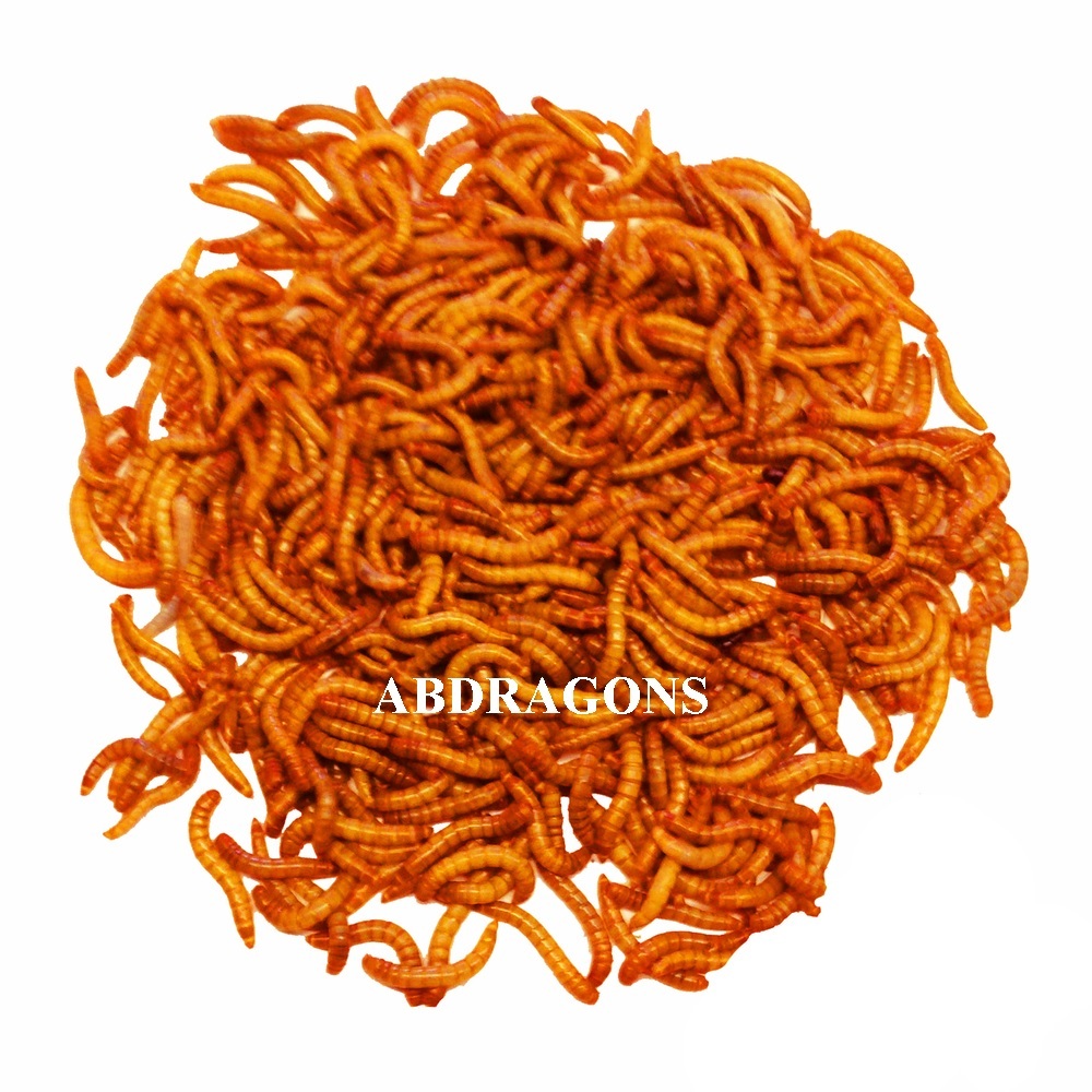 Live Mealworms Sizes: sm,med,lrg,giants Qty:50-2,000  or FedEx