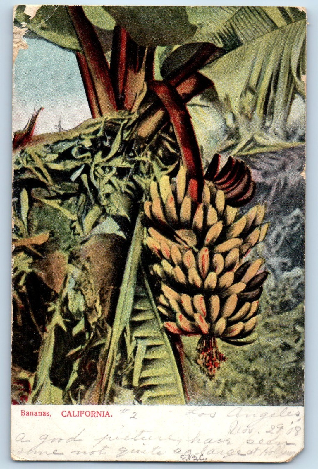 1908 Bananas Los Angeles California CA Scene Field Posted Antique Postcard