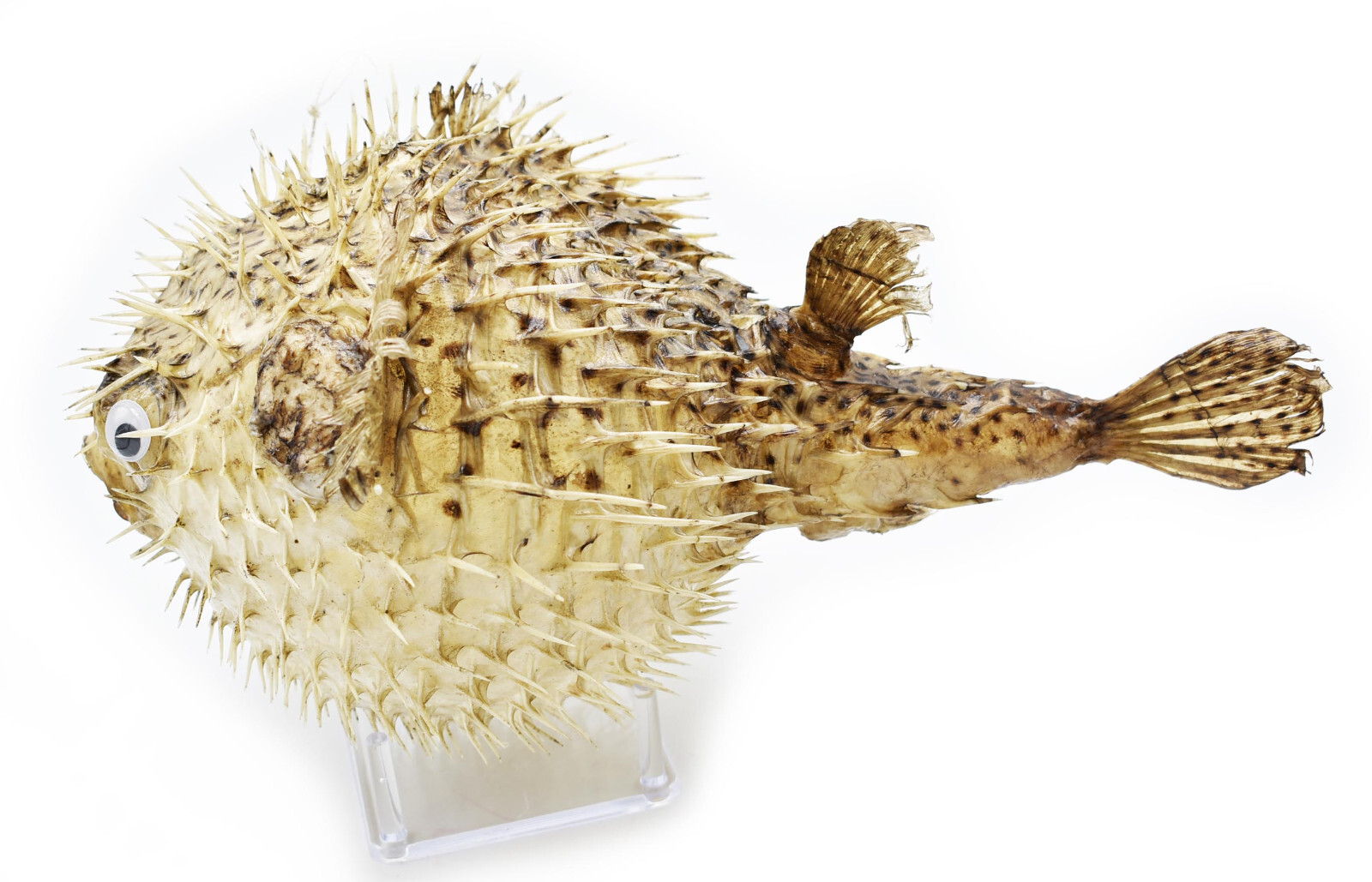 Real Giant Dried Porcupine Fish (16\ Real Giant Dried Porcupine Fish (16\