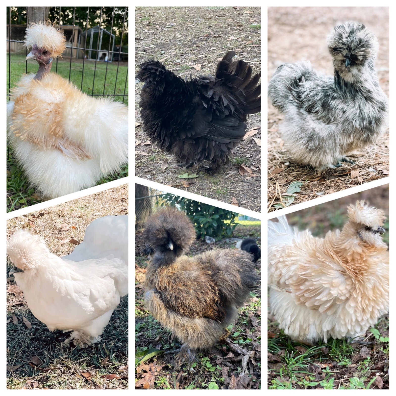 12 Silkie, Satin, Showgirl, Frizzle Fertile Chicken Eggs- NPIP certified 12 Silkie, Satin, Showgirl, Frizzle Fertile Chicken Eggs- NPIP certified