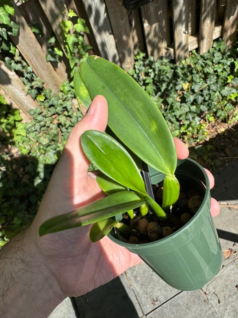 Cattleya gaskelliana v. coerulescens AWZ breeding \'Mimi\' x self Cattleya gaskelliana v. coerulescens AWZ breeding \'Mimi\' x self