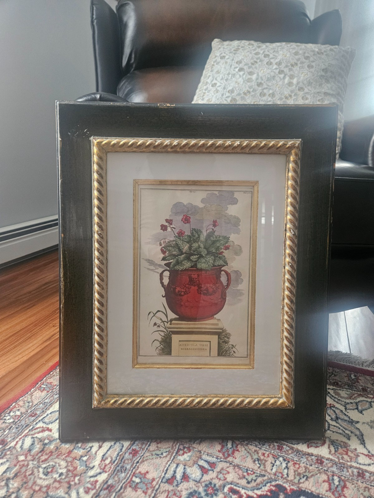 Abraham Munting Botanical Framed Print Very Rare Framed in England