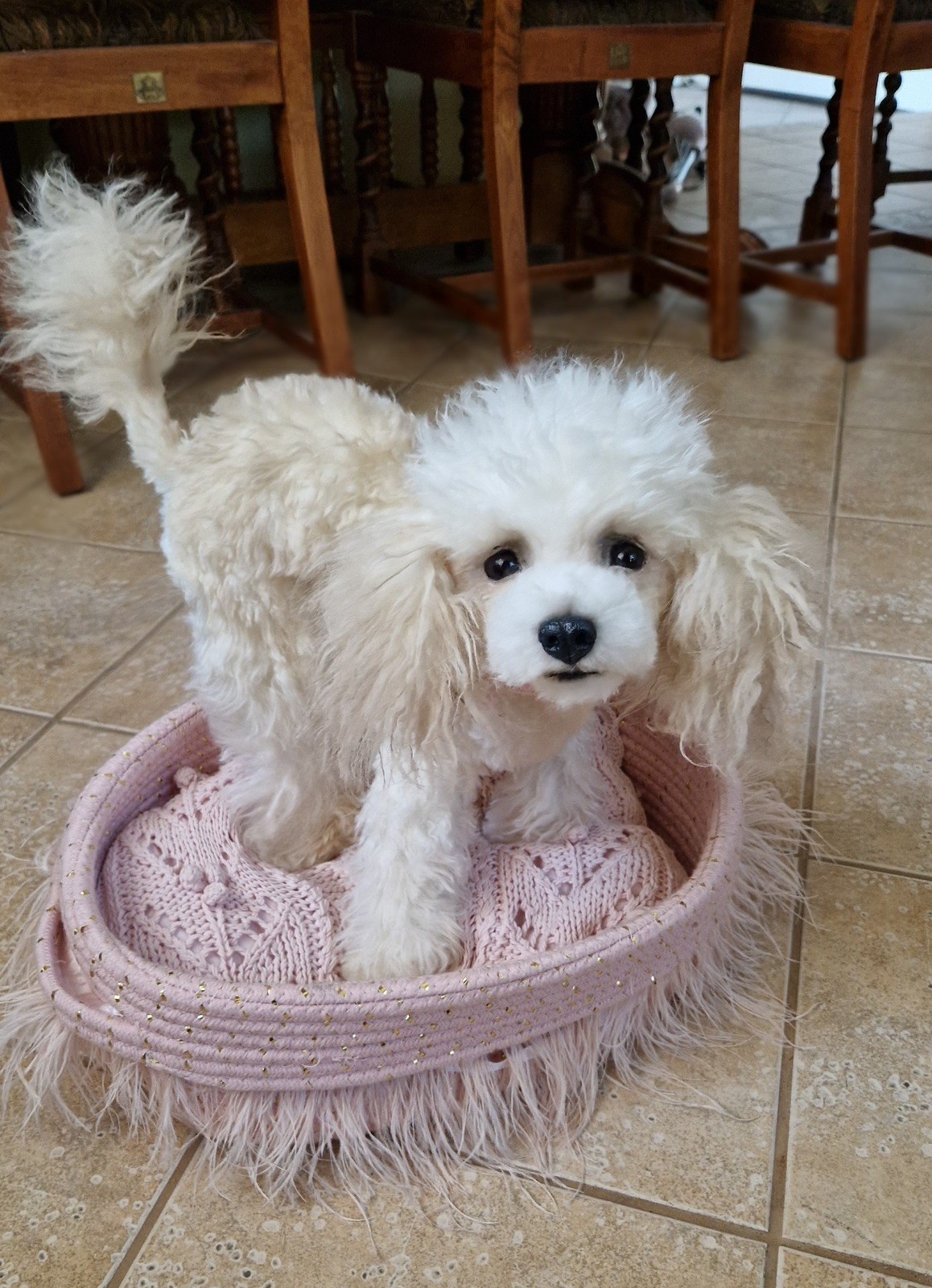 OAAK Realistic Life Size Poodle Puppy Dog Artist Soft Sculpture Decor