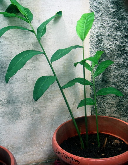 Alpinia GALANGA Greater Galangal 1 Live Plant Soiled Fresh Rooted Rhizome Herb