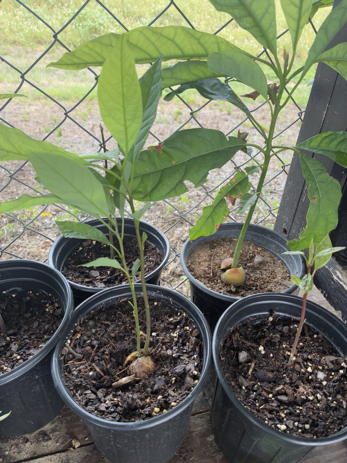 Avocado (Persea) Seedling Potted Plant w/ Flower Pot Broadleaf 10-15 in Avocado (Persea) Seedling Potted Plant w/ Flower Pot Broadleaf 10-15 in