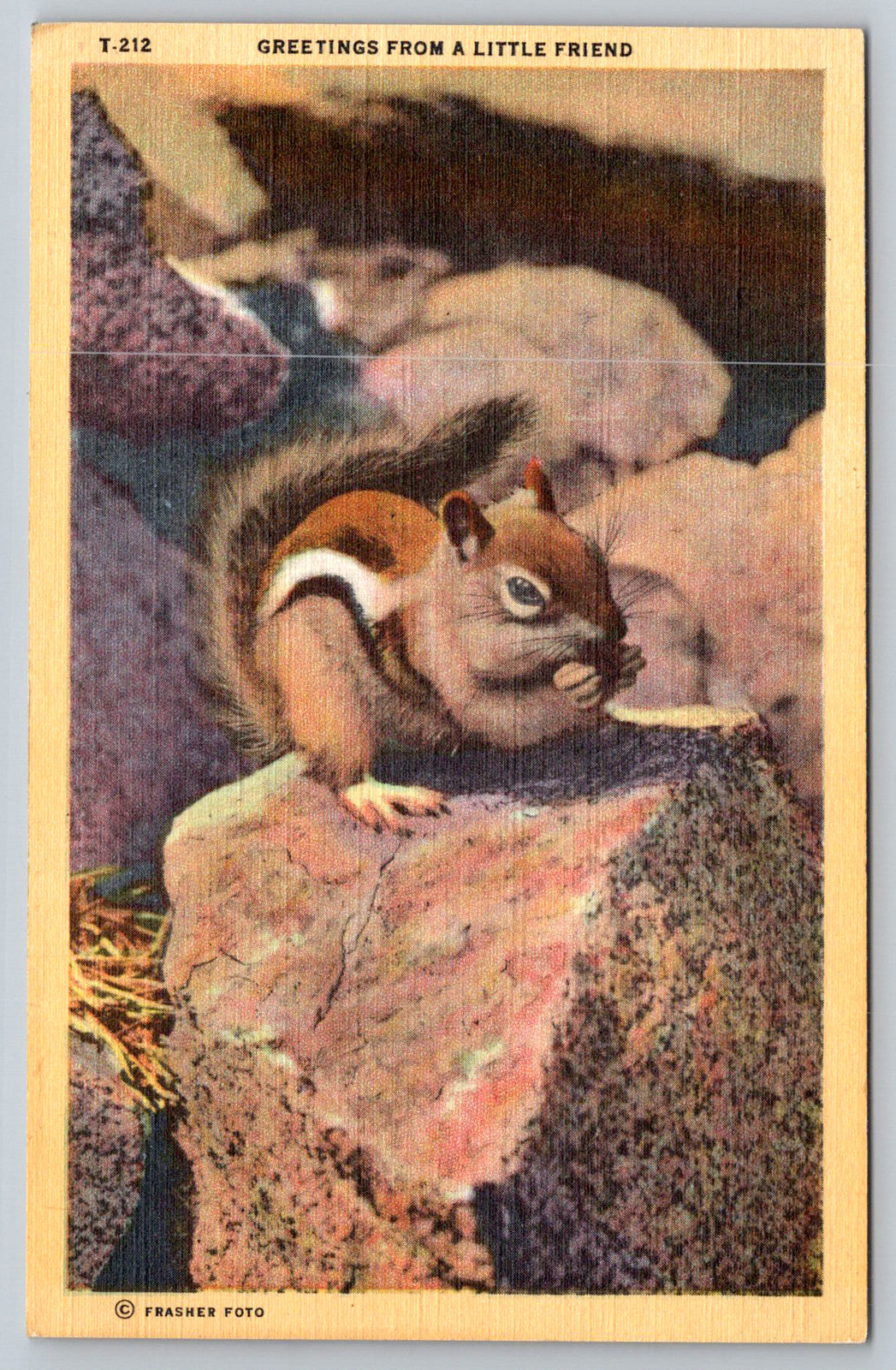c1940s Greetings Chipmunk Los Angeles Calif Squirrel Postcard c1940s Greetings Chipmunk Los Angeles Calif Squirrel Postcard