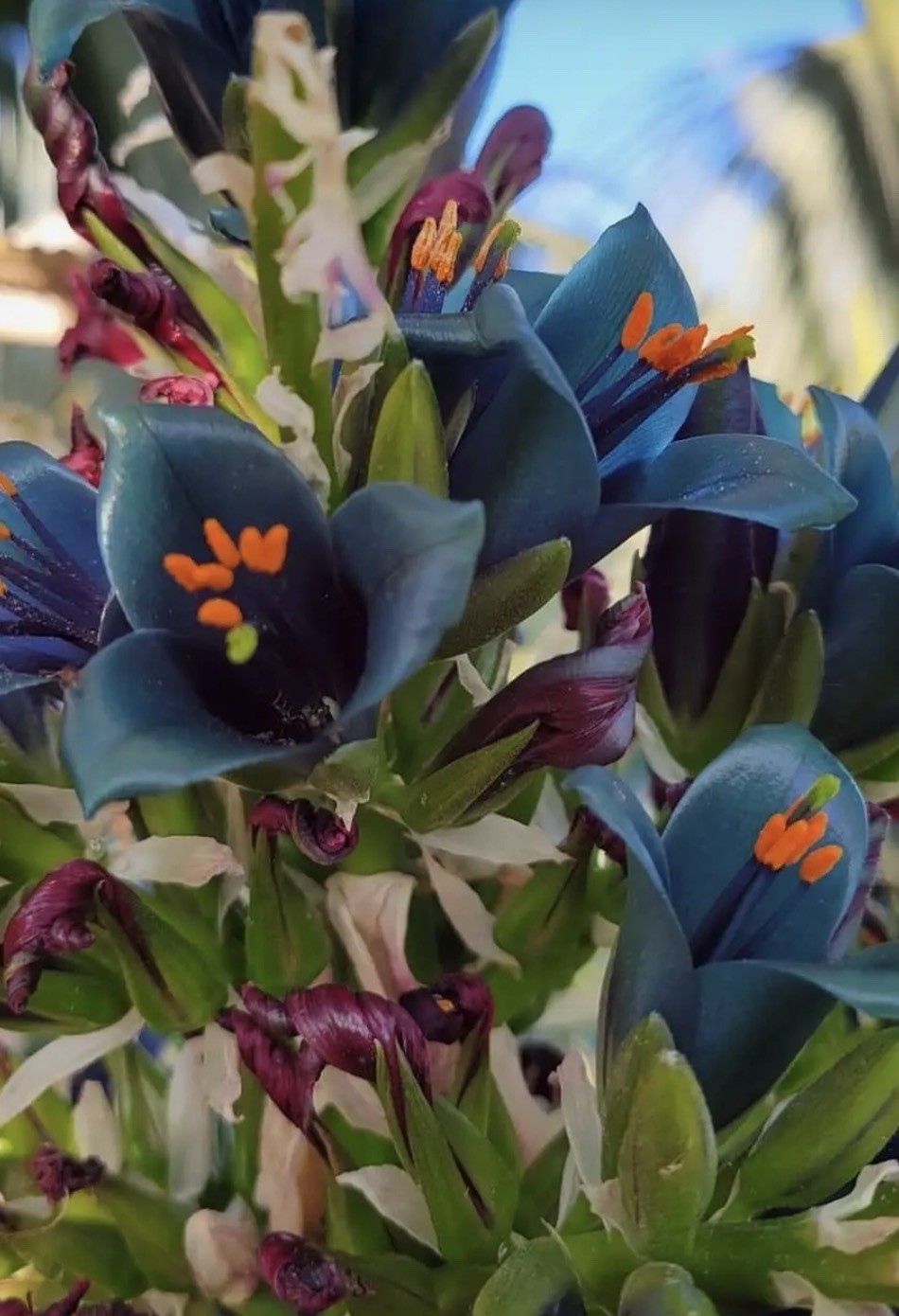 Puya alpestris X mirabilis Bromeliad Relative Tubular Flowers Seedling 4” Pot