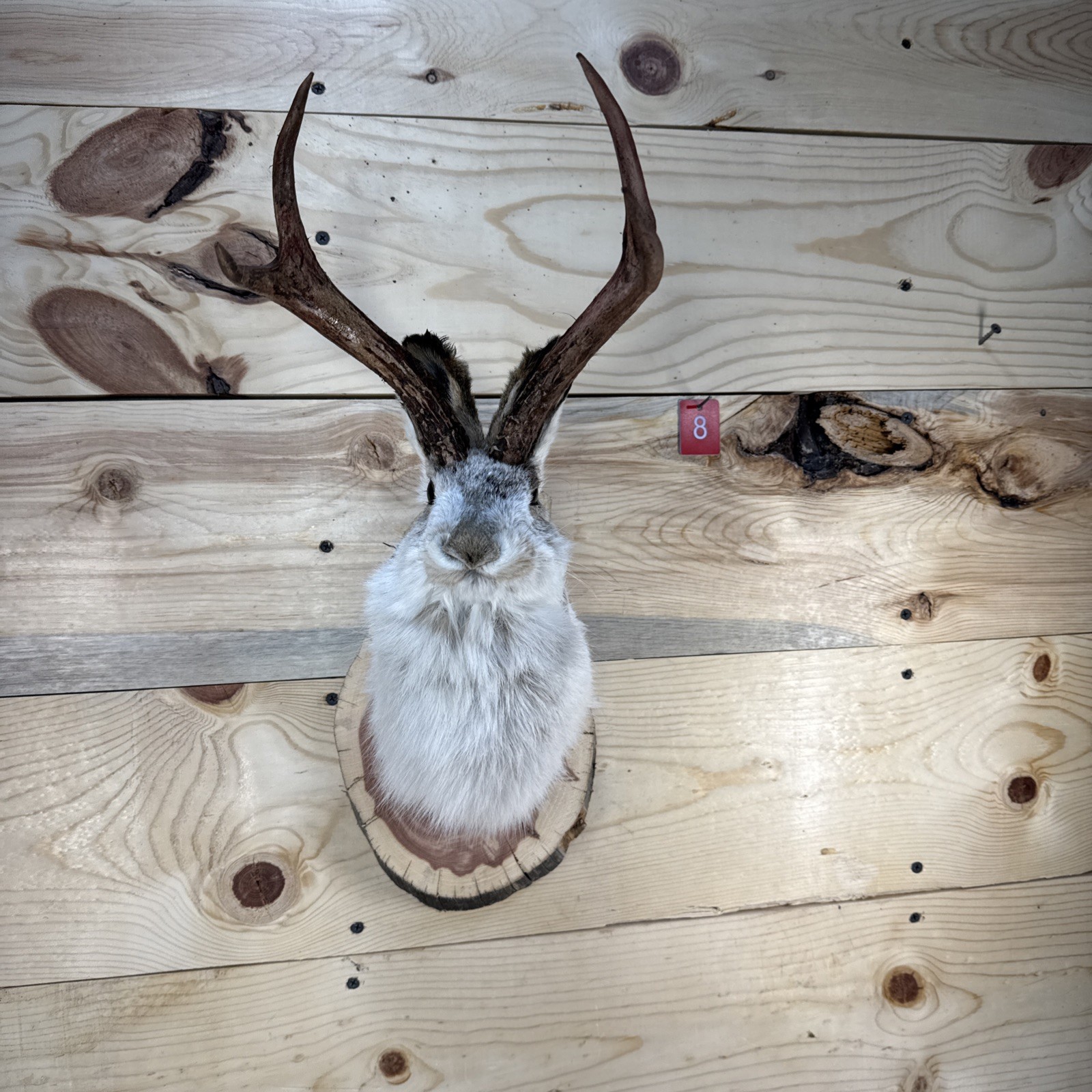 ❤️Authentic Jackalope Taxidermy Mount – Original Wyoming Folk Art – Lodge Decor