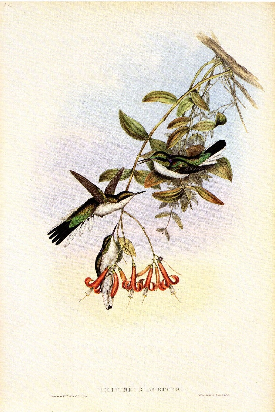 1990 Vintage HUMMINGBIRD #213 \