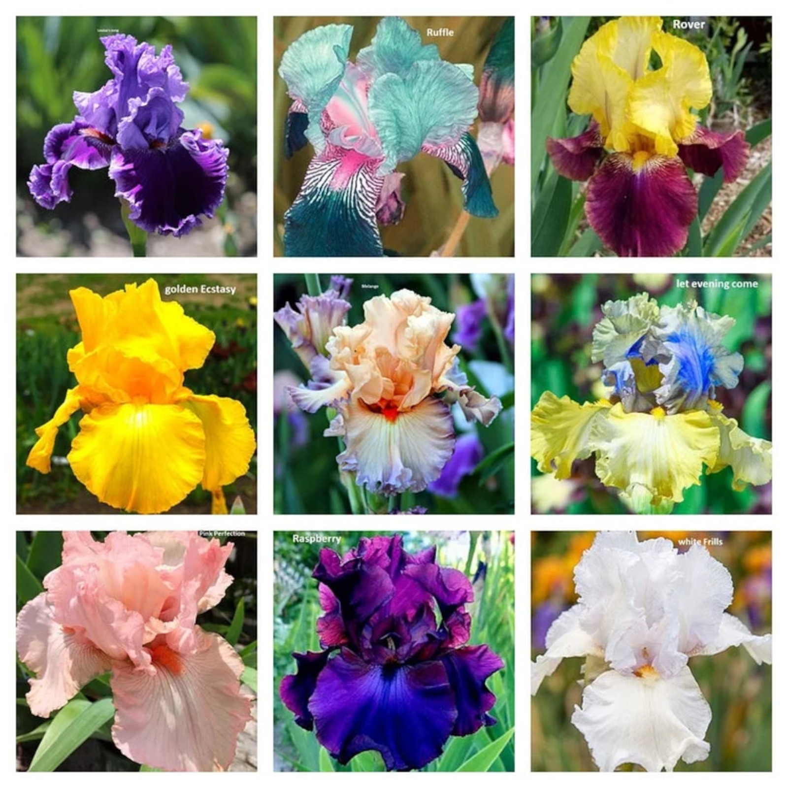 Mixed Color Rare Iris Flower Seeds (30pcs) - Perennial, Iris for Autumn Blooms