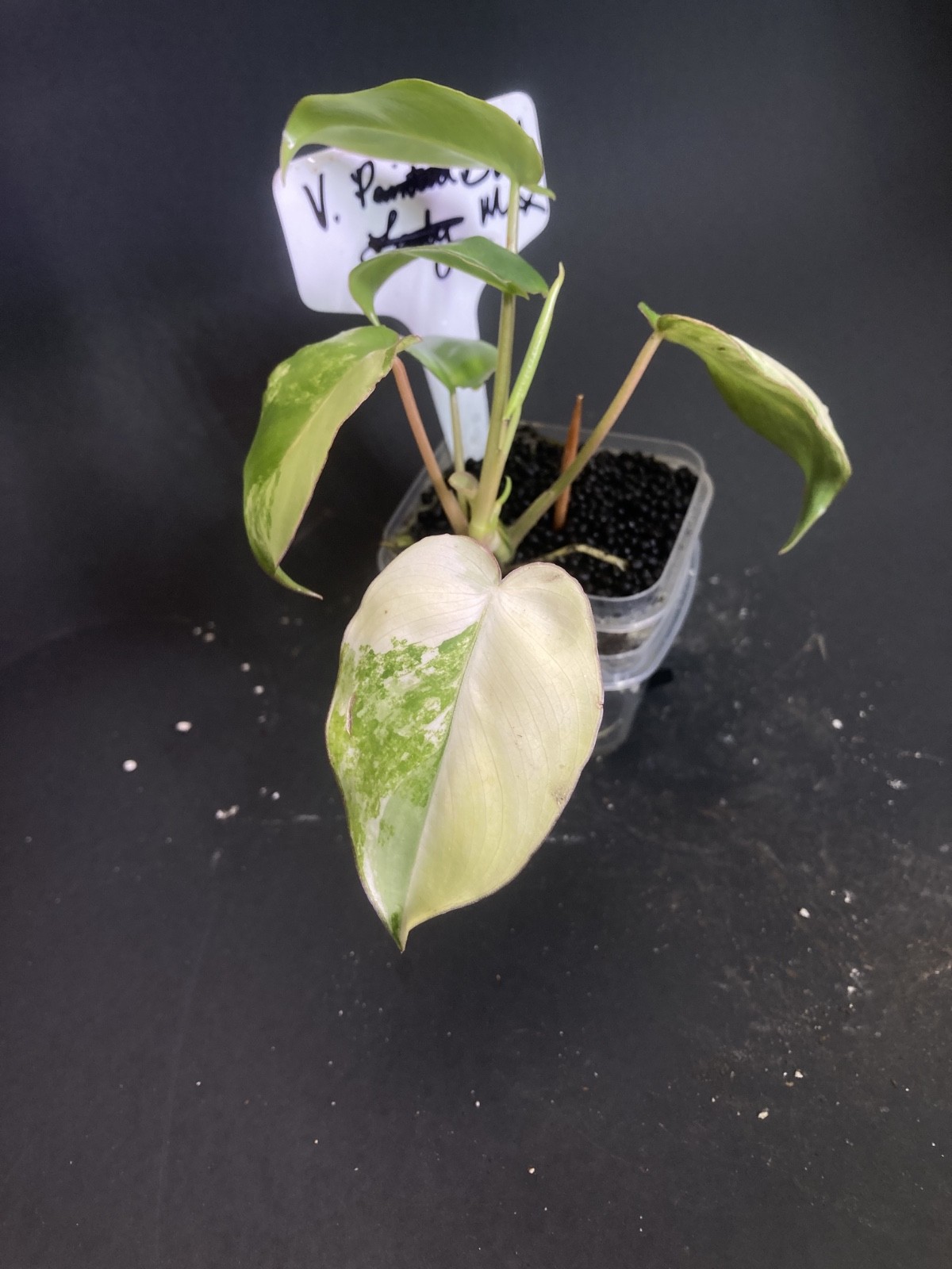 🌿 Philodendron Burle Marx Albo G1 | House of Soleb Green Label Release 🌿