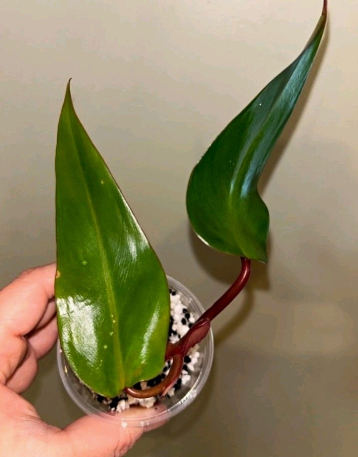 2 Strawberry Shake Philodendron Cuttings plus extra 2 Strawberry Shake Philodendron Cuttings plus extra