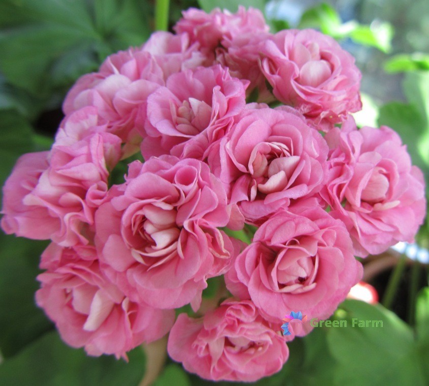 10 Seeds Geranium Swanland Pink Australien Pink Rosebud Pelargonium Home Garden