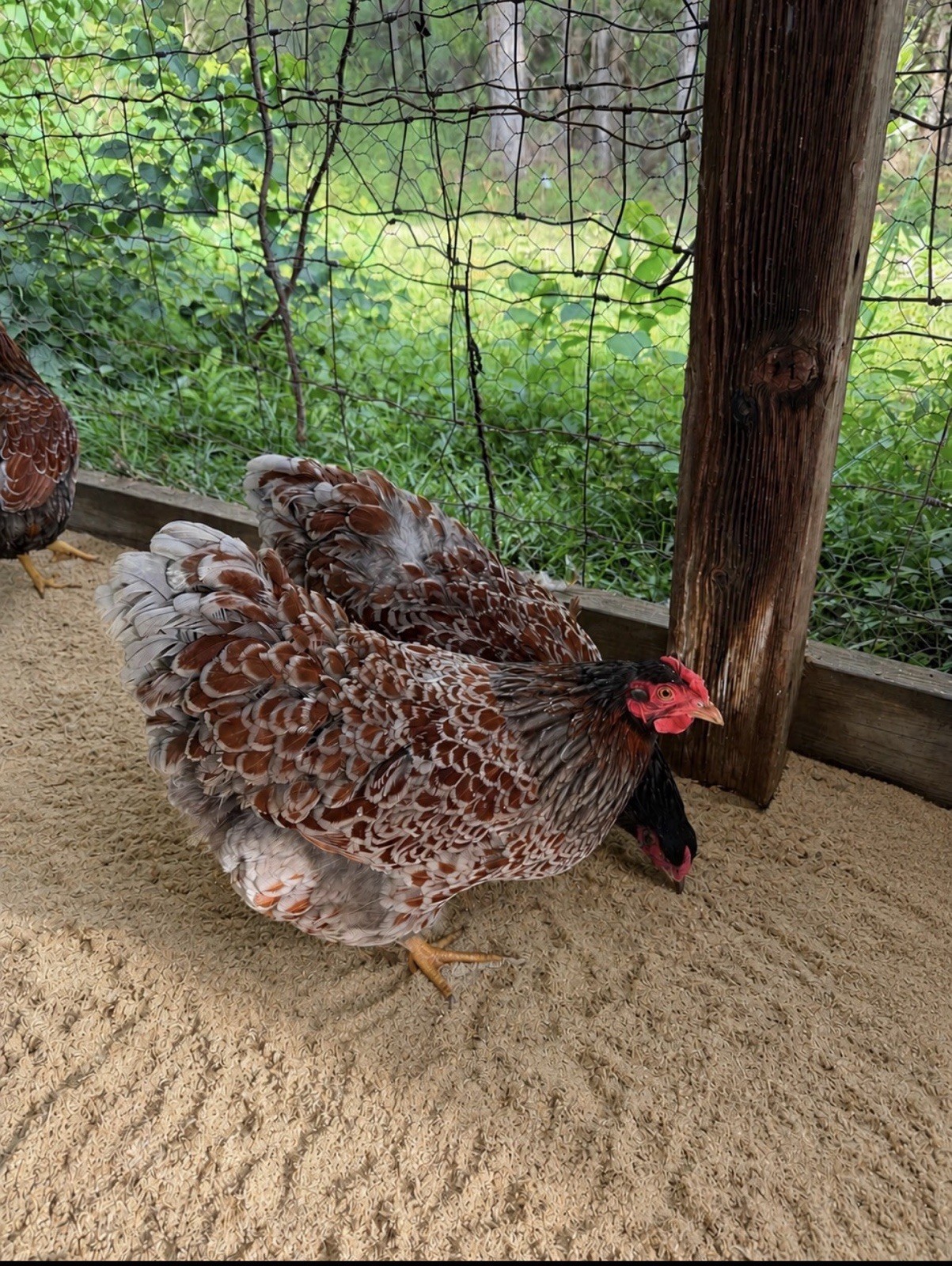 6+ Blue Laced Wyandotte Hatching Eggs NPIP AI Free 6+ Blue Laced Wyandotte Hatching Eggs NPIP AI Free