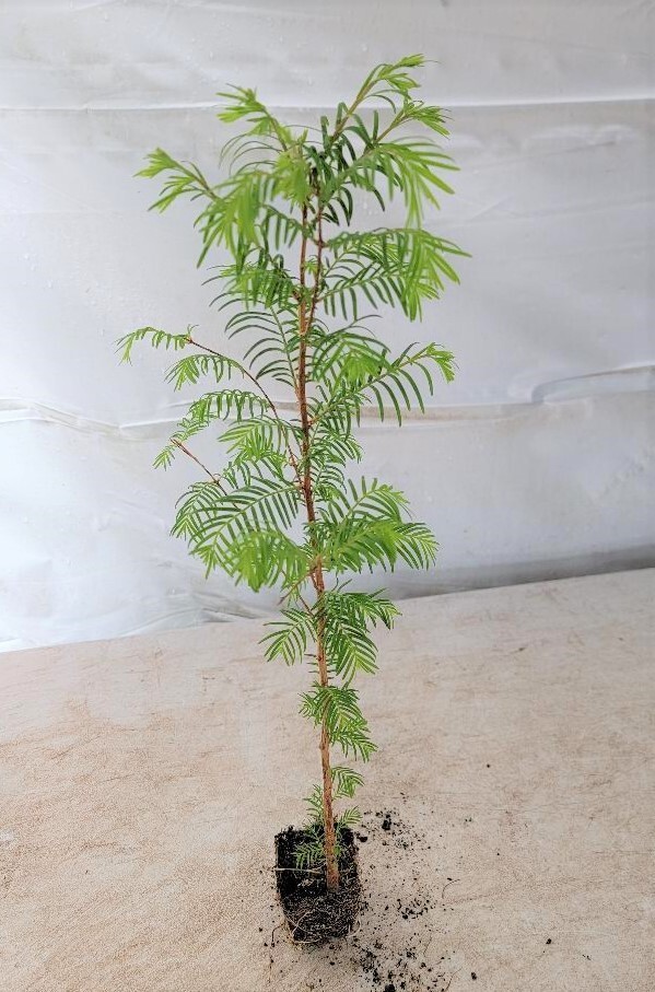 ( 3 ) - Dawn Redwood Tree - Metasequoia - Starter Plants - ( 3 live plants ) ( 3 ) - Dawn Redwood Tree - Metasequoia - Starter Plants - ( 3 live plants )