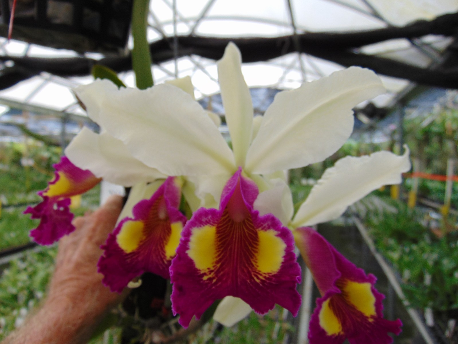 C. Hardyana var. semi-alba  Bloom size 6\