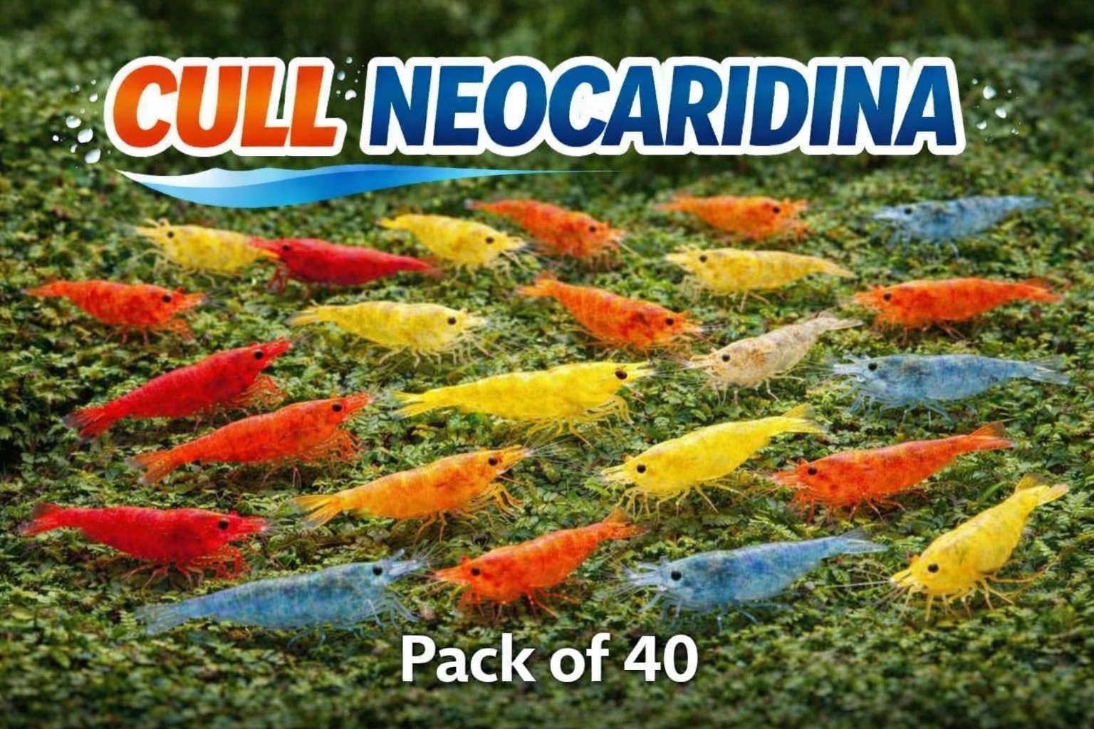 40+ Mixed Color Cull Neocaridina Shrimp Freshwater Aquarium Shrimp for Beginners