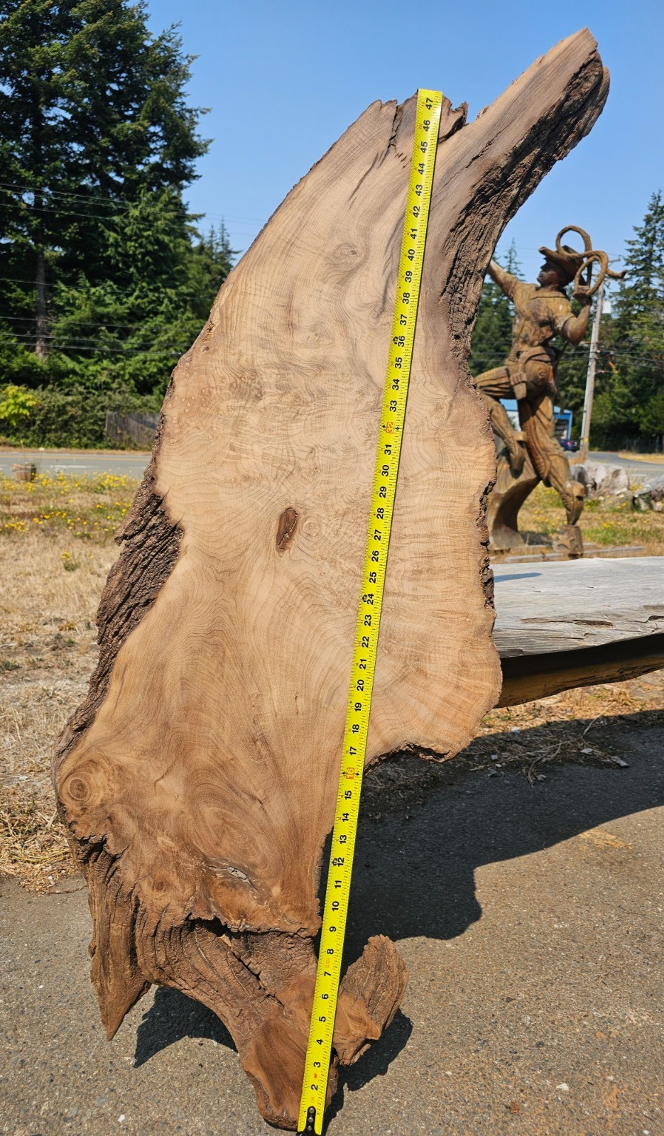 River Salvaged Myrtlewood Burl Live Edge Slab River Salvaged Myrtlewood Burl Live Edge Slab