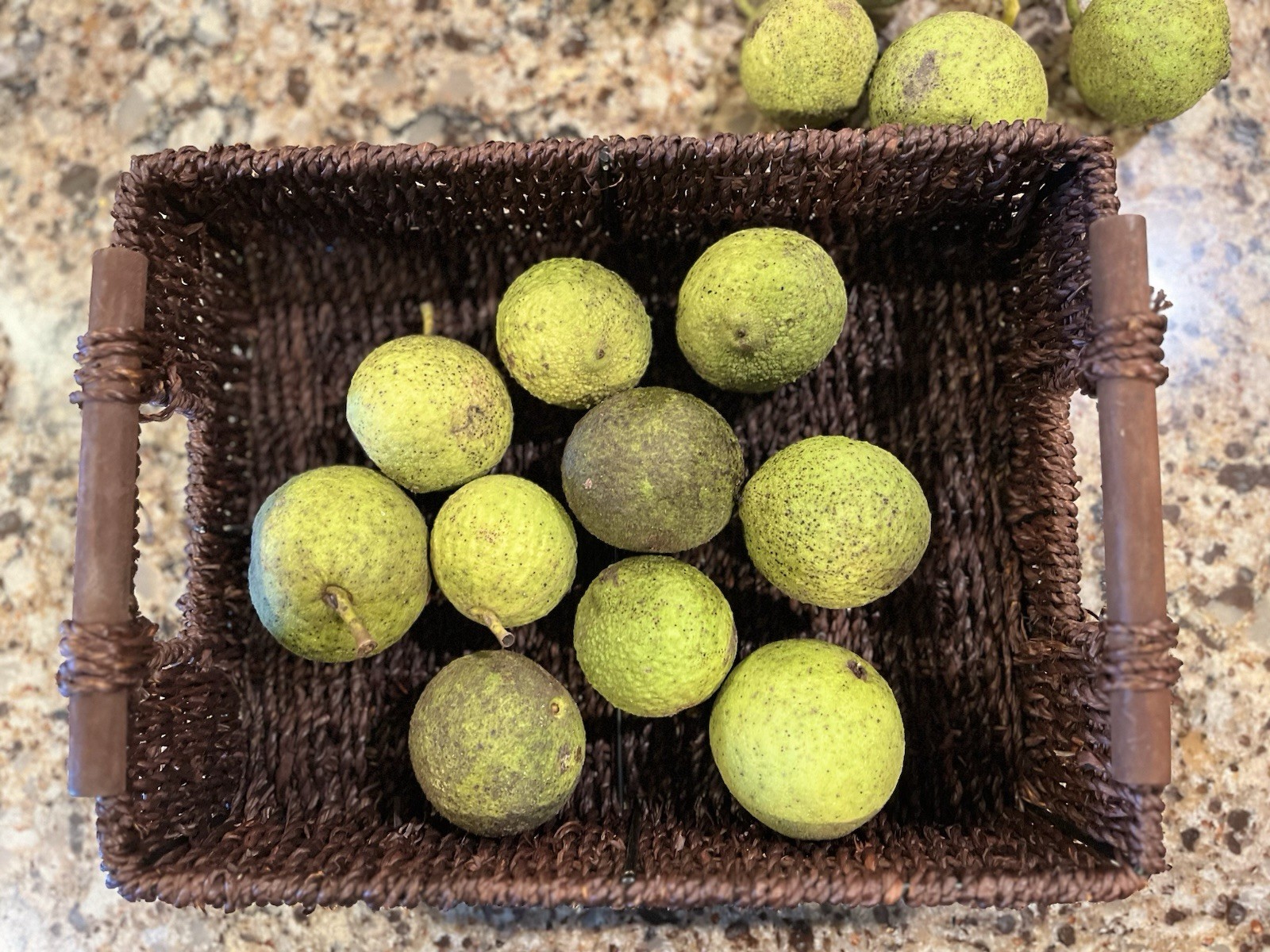 2026 Harvest Black Walnuts In Hull, 2 Pounds