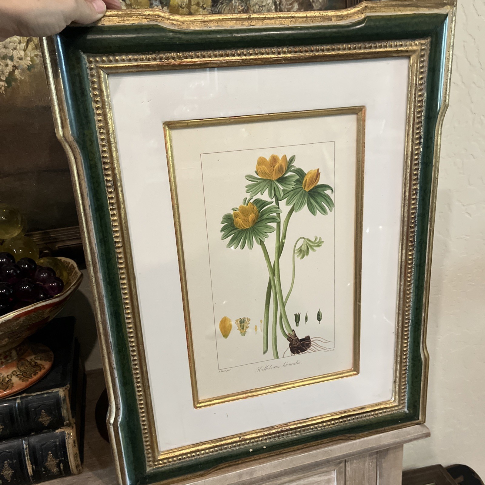 Trowbridge Gallery Hand Colored Botanical Print Helleborus hiemalis 1998 Framed