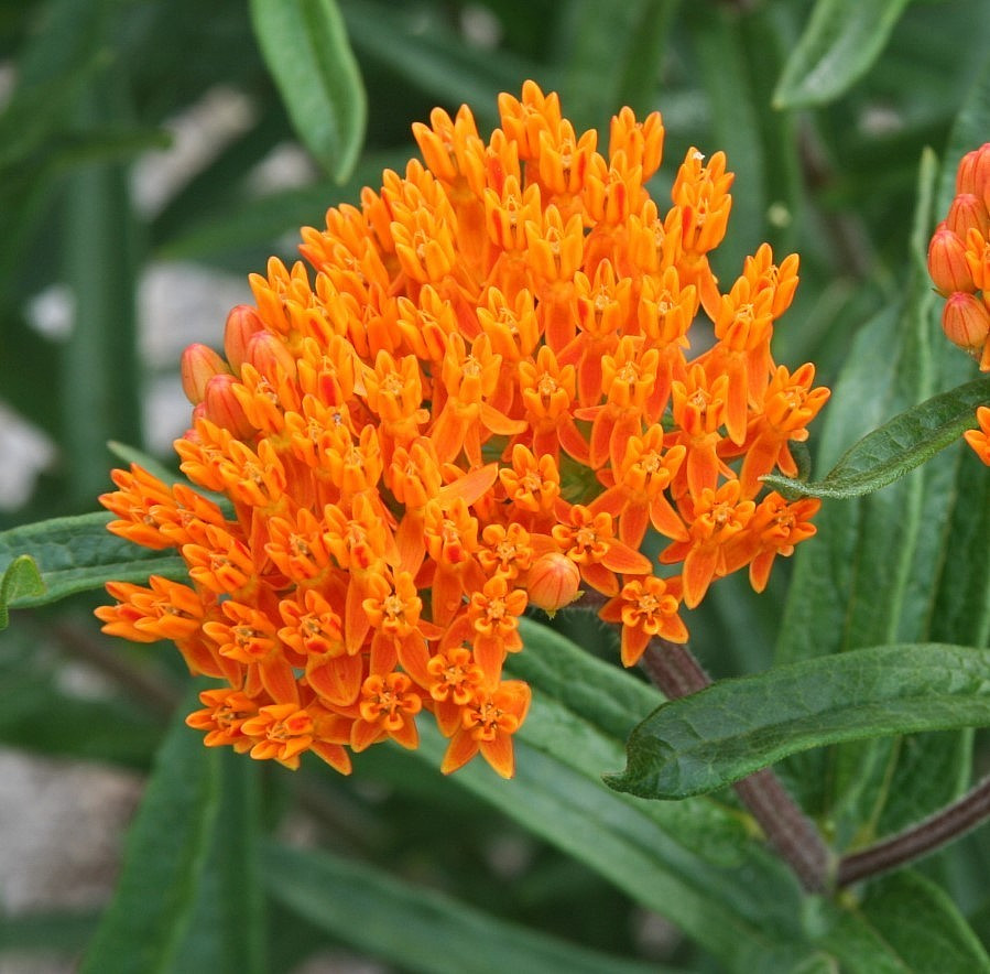 Set 2 Orange Milkweed Live Starter Plant - 3-8\