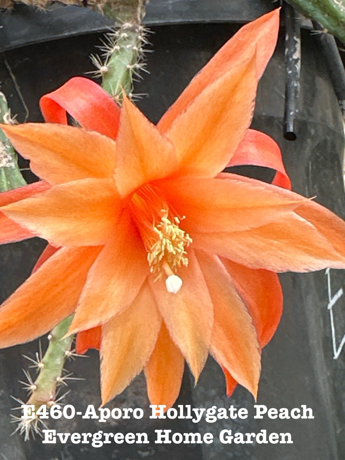 Rooted Epiphyllum Orchid Cactus “Aporo Hollygate Peach” Growing In 4” Pot.