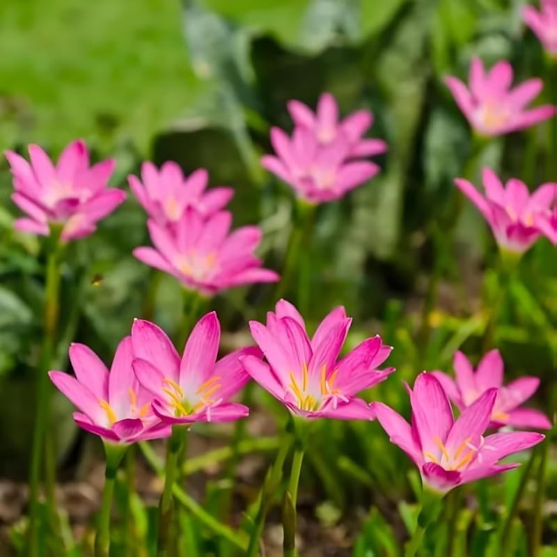 Rain Lily Pink Flower Bulbs Pack of 5 Indoor Outdoor Landscape Plants
