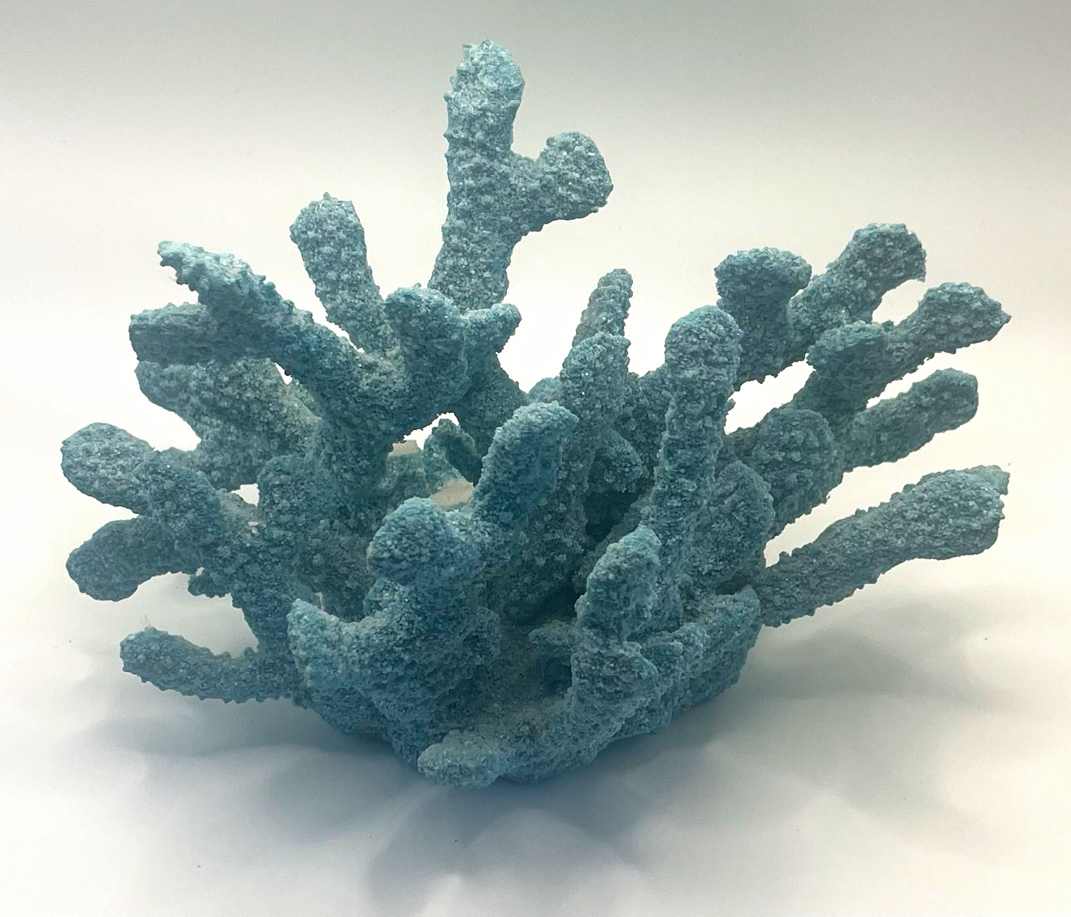 Blue Branching Coral Specimen